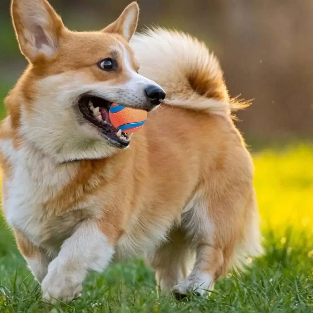 Heavy-duty dog fetch ball for outdoor play and exercise