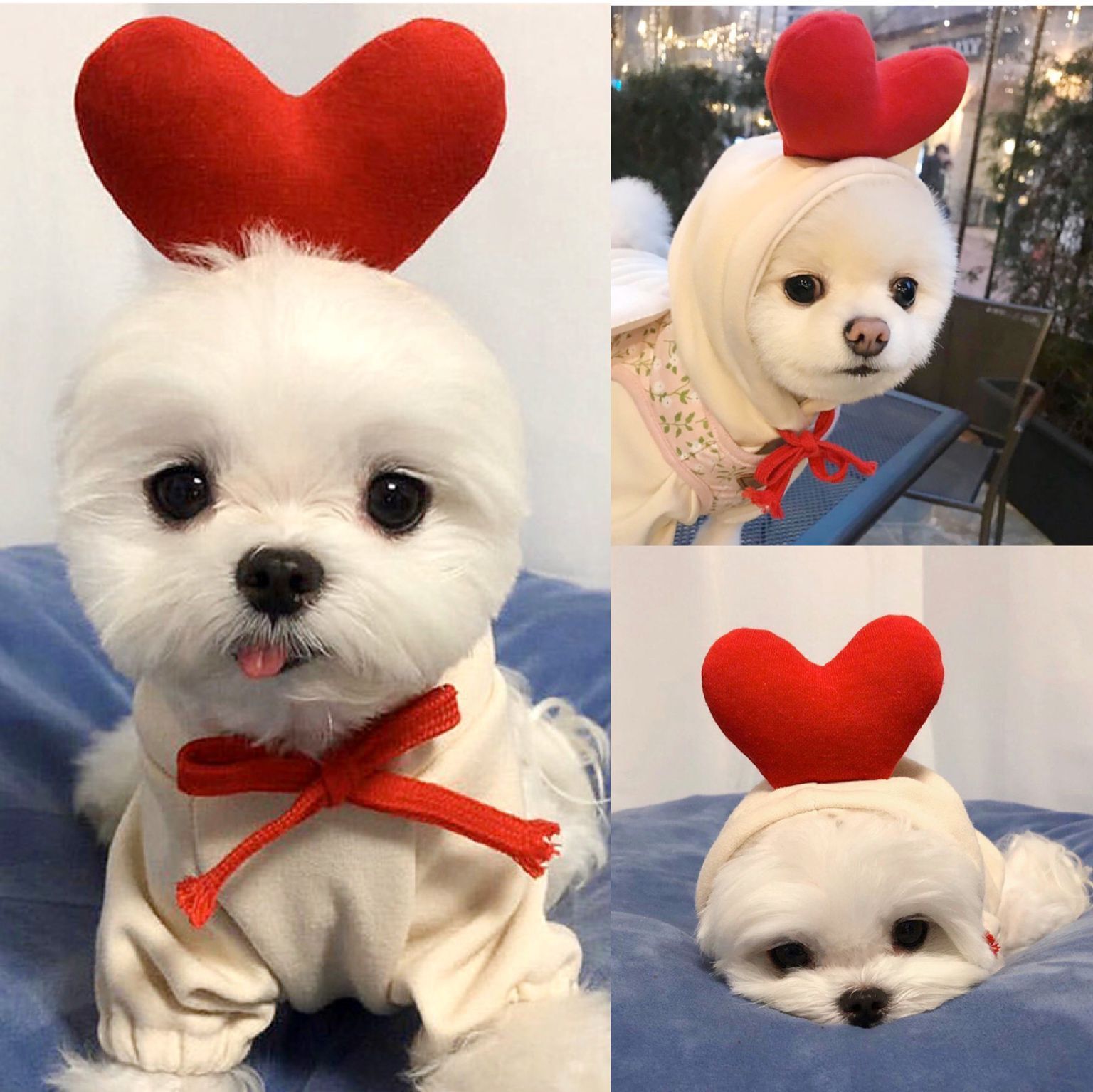 Cute Fruit Dog Hoodie 🍓 | Warm Fleece Winter Outfit for Small Dogs & Puppies