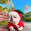 Dog in a red outfit with green hat sitting on a bench outdoors