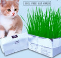 Cat with soil-free cat grass packaging on a light blue background