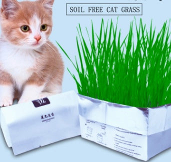 Cat with soil-free cat grass packaging on a light blue background