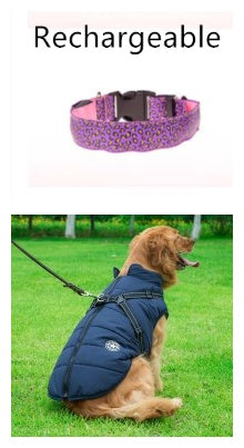 Dog collar with floral pattern and dog in blue coat on grass