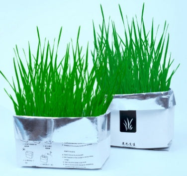 Two silver pots with green grass-like plants on a light blue background
