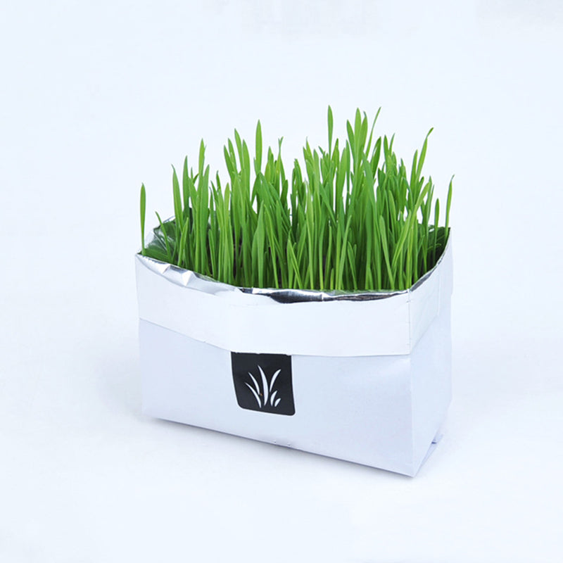White planter with green grass-like plants on a white background