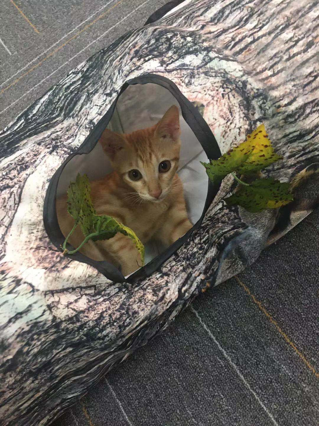 Cat exercise toy for boredom and anxiety